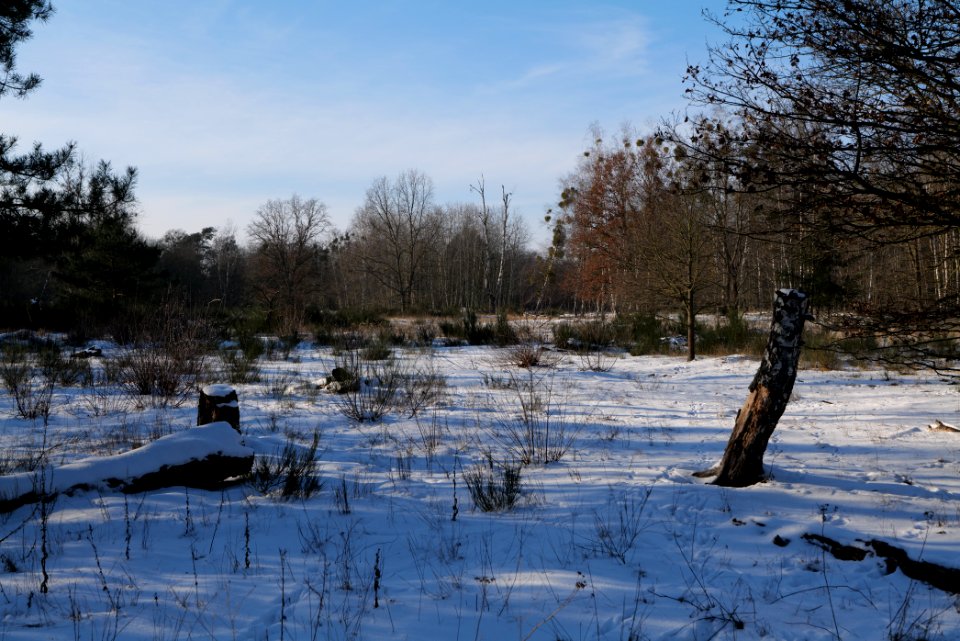 Döberitzer Heide with snow 2021-02-14 260