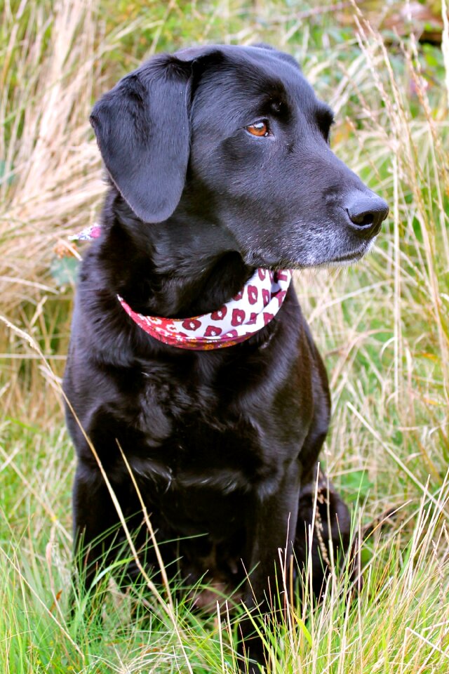 Labrador dog pet