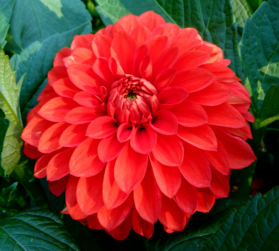 Dahlia concours international 2012 Parc Floral 3