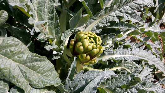 Orchard huerta vegetable