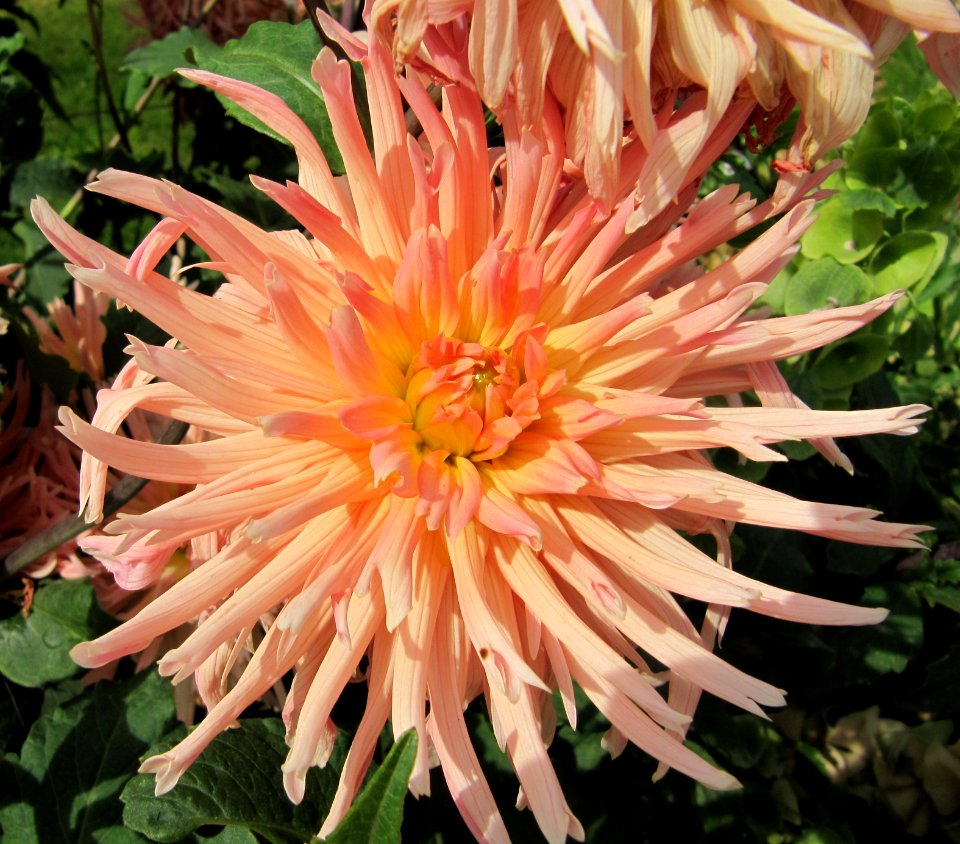 Dahlia au jardin des iris 4