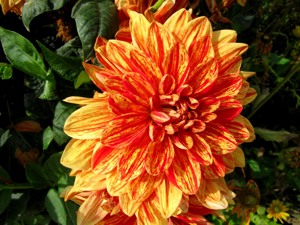 Dahlia au jardin des iris 3
