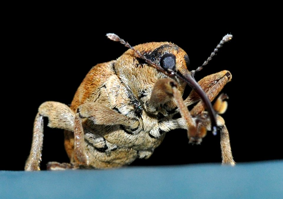 Curculio-venosus-04-fws