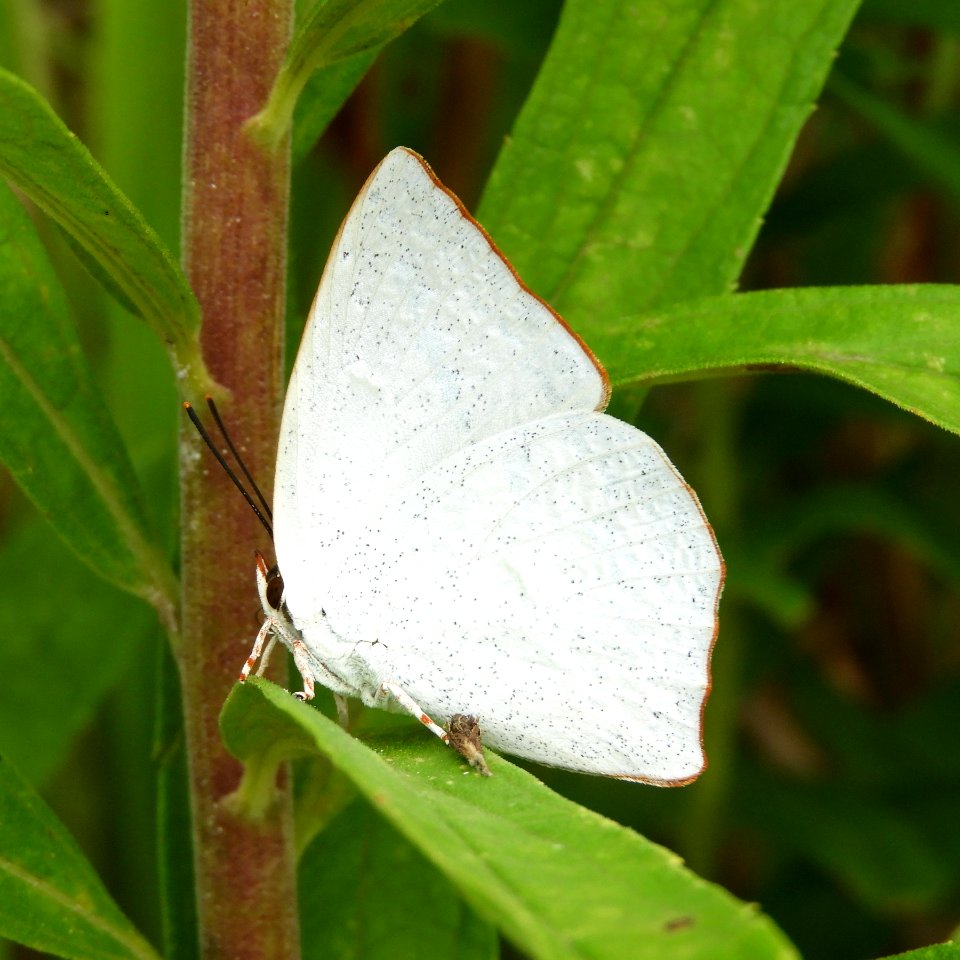Curetis acuta paracuta(Male,Japan,2017.09.19,b)
