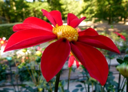 Dahlia du concours international 2012 Parc Floral Paris 12