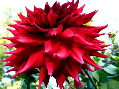Dahlia concours international 2012 Parc Floral 4