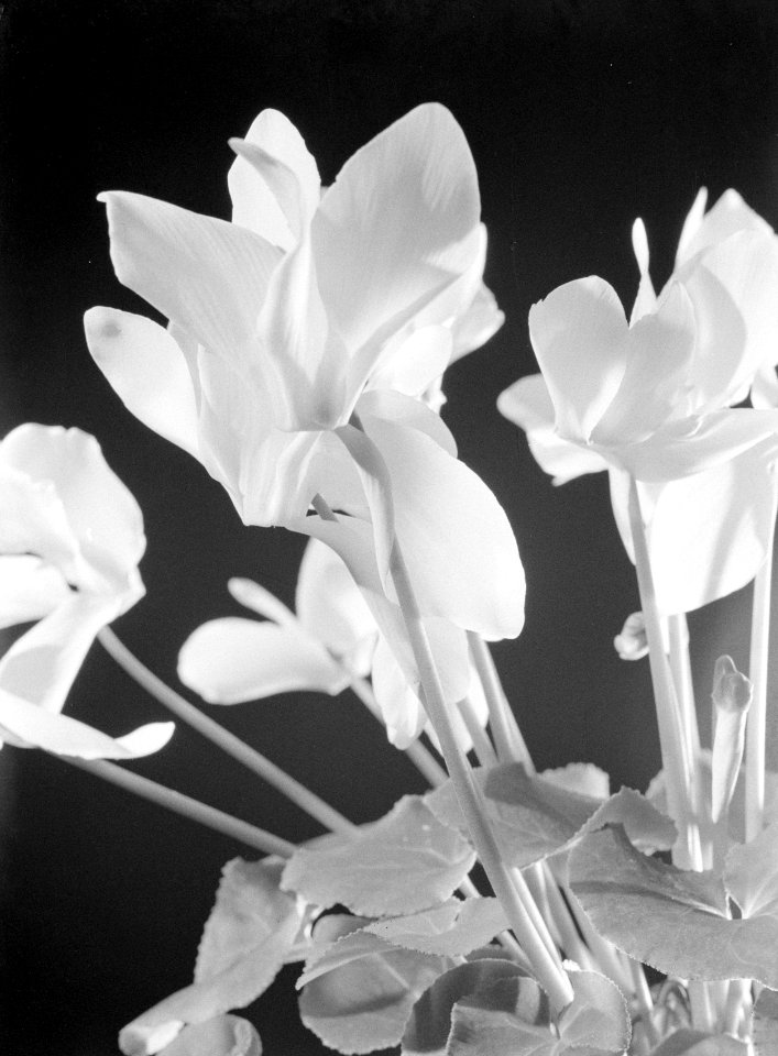 Cyclamen, Bestanddeelnr 189-1351