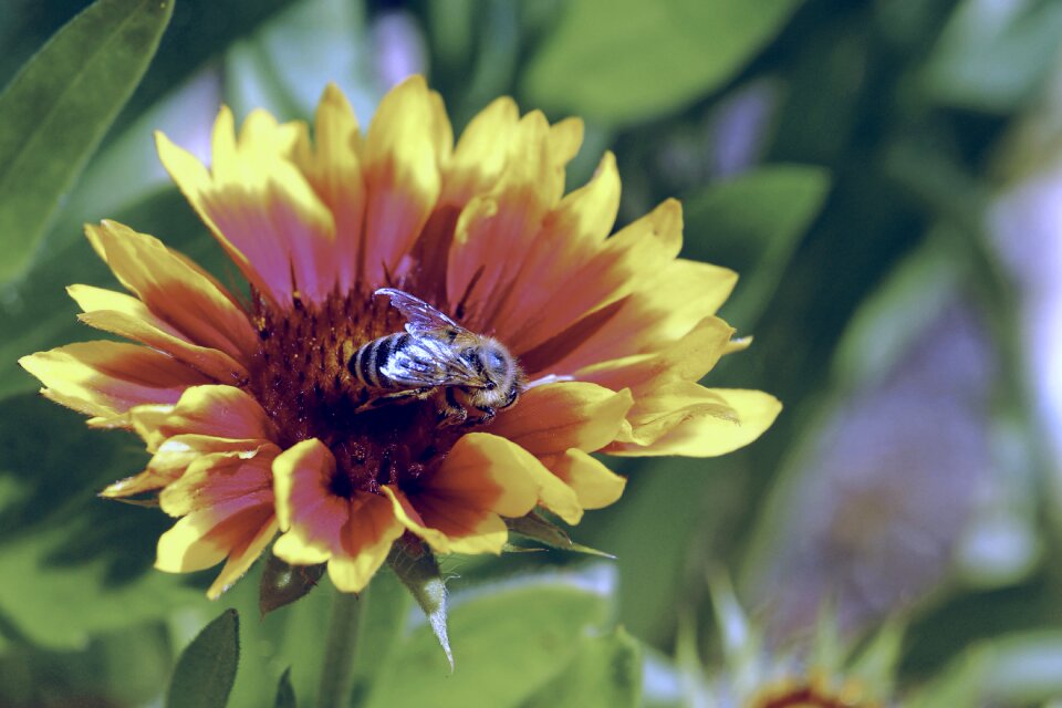 Insect bee plant