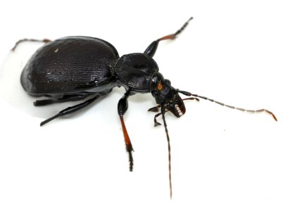Cychrus-attenuatus-02-fws