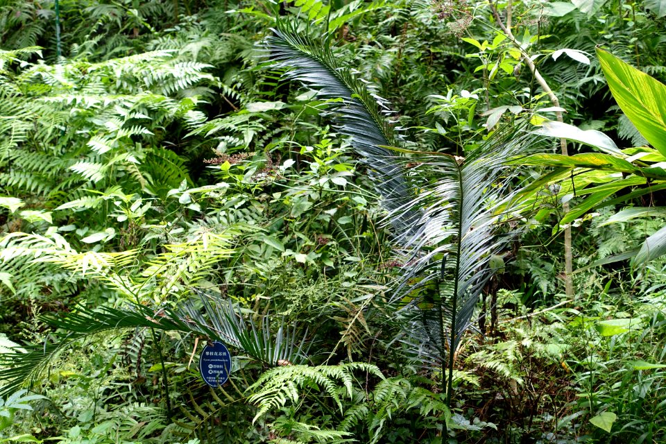 Cycas panzhihuaensis - Chengdu Botanical Garden - Chengdu, China - DSC03252