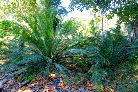 Cycas angulata (Cycas couttsiana) - Marie Selby Botanical Gardens - Sarasota, Florida - DSC01333