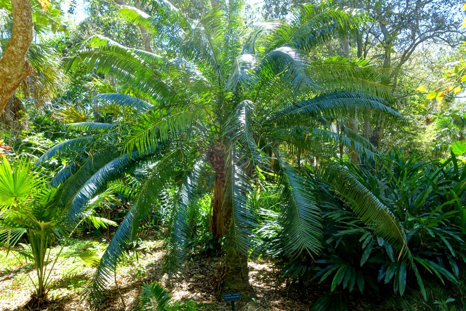 Cycas thouarsii - Marie Selby Botanical Gardens - Sarasota, Florida - DSC01508