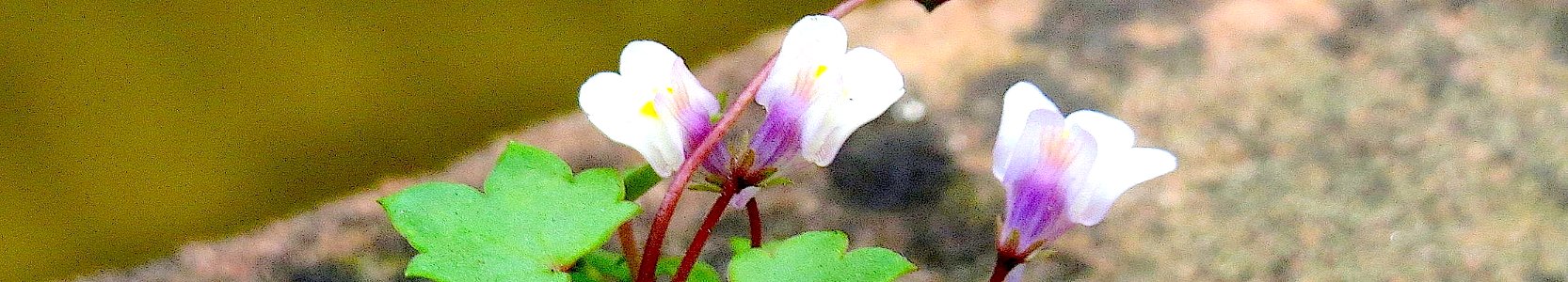 Cymbalaria muralis. Reader