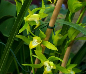 Cymbidium lowianum var. concolor 2