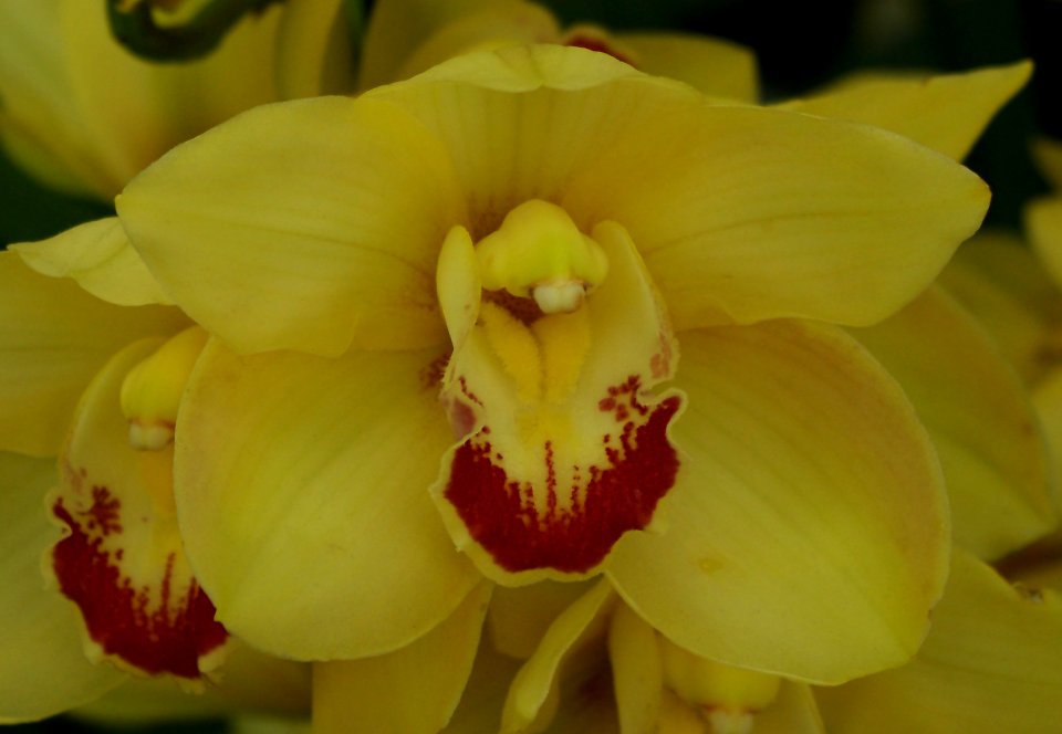 Cymbidium gwynne