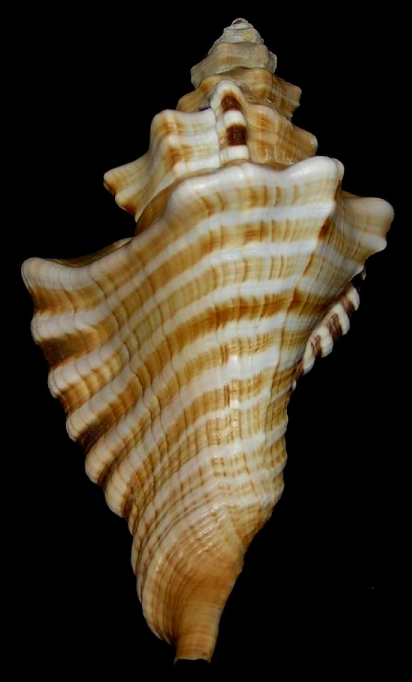 Cymatium ranzanii, upper - BioLib