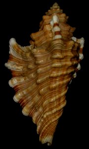 Cymatium femorale, upper - BioLib