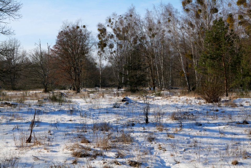 Döberitzer Heide with snow 2021-02-14 262
