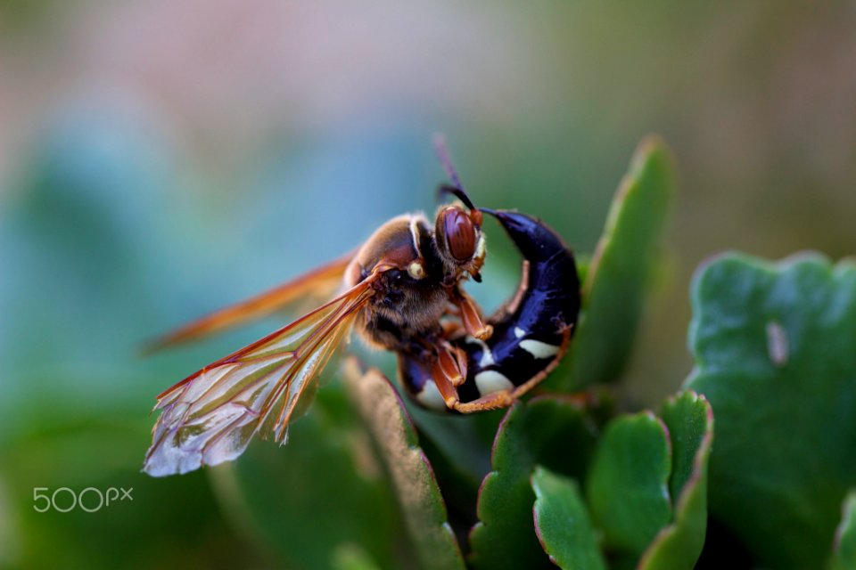 Curled Up (225655049)
