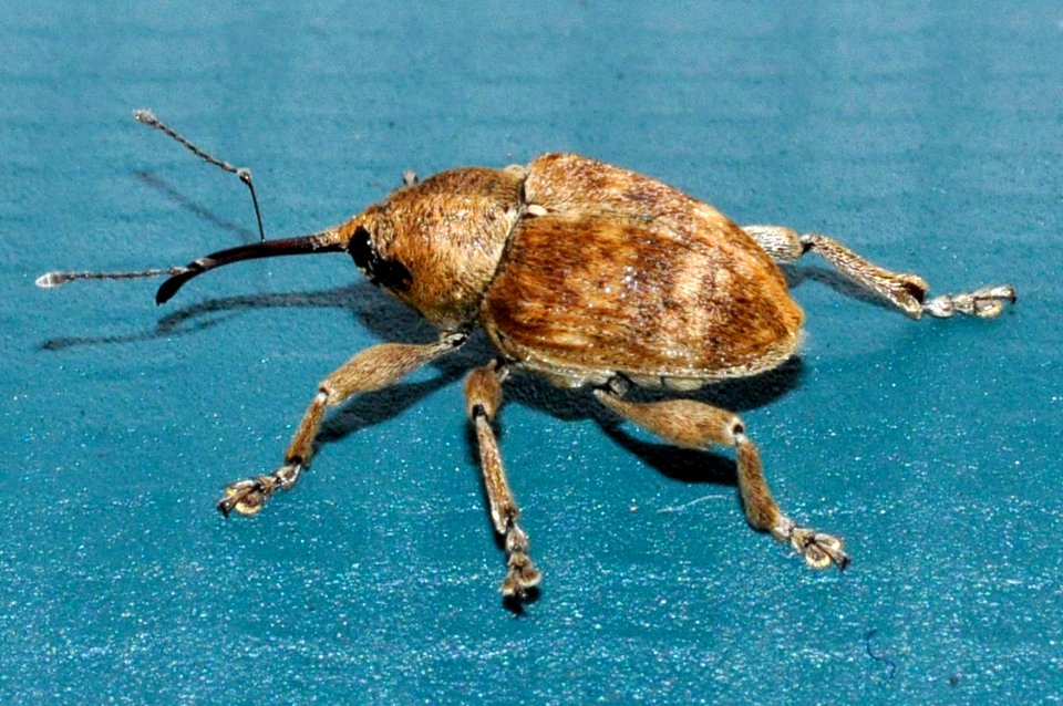 Curculio-venosus-01-fws