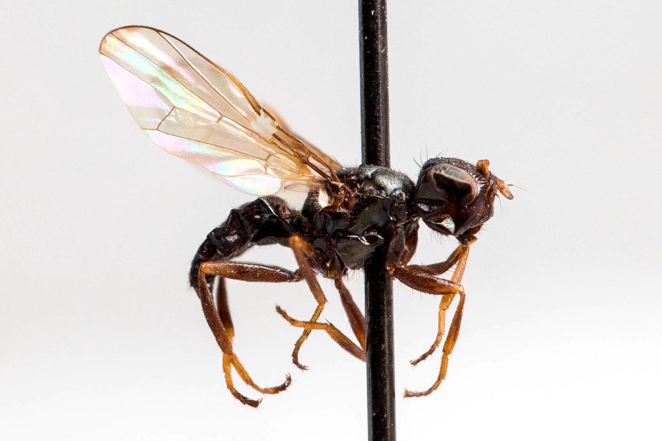 Curranops apicalis, side viewCurranops apicalis