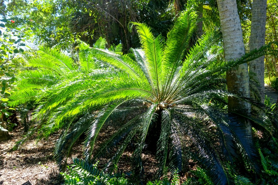 Cycas taitungensis - Marie Selby Botanical Gardens - Sarasota, Florida - DSC01406