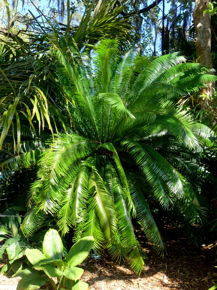 Cycas seemannii - Marie Selby Botanical Gardens - Sarasota, Florida - DSC01222