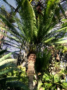Cycas circinalis - Balboa Park Botanical Building - DSC06765