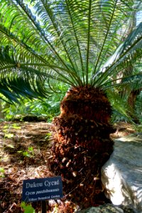 Cycas panzhihuaensis - Zilker Botanical Garden - Austin, Texas - DSC08945