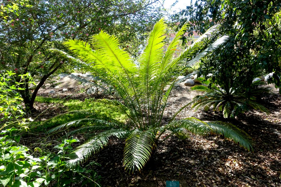 Cycas circinalis - Mildred E. Mathias Botanical Garden - University of California, Los Angeles - DSC02705