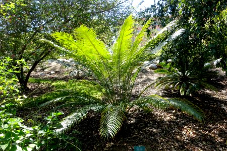 Cycas circinalis - Mildred E. Mathias Botanical Garden - University of California, Los Angeles - DSC02705