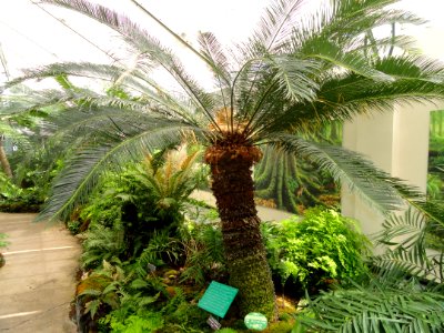 Cycas taiwaniana - United States Botanic Garden - DSC09561