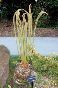 Cycas pectinata - San Francisco Botanical Garden - DSC00116