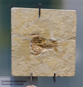 Cycleryon propinquus - Museum fur Naturkunde, Berlin - DSC00014