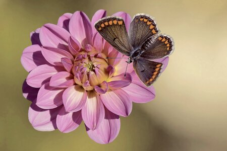Dahlia butterfly insect photo