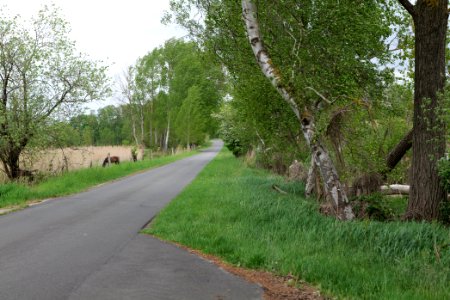 Cyclestreet in Fehrbellin 2020-05-15 01