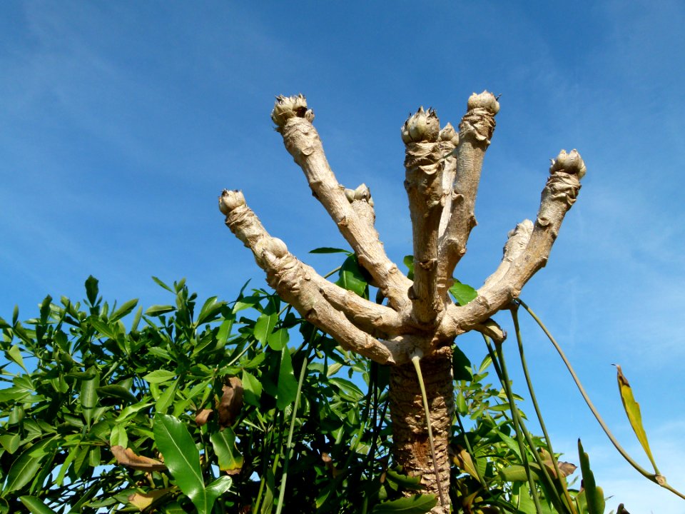 Cussonia spicata 2