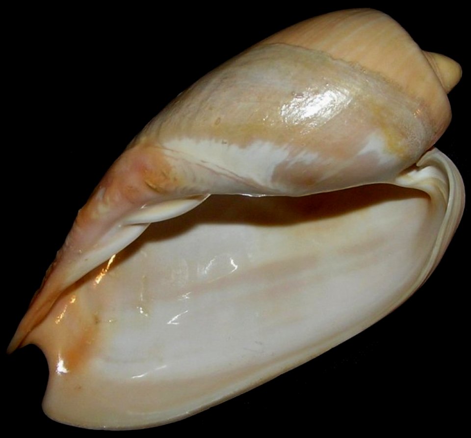 Cymbium olla - BioLib2