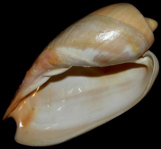 Cymbium olla - BioLib2