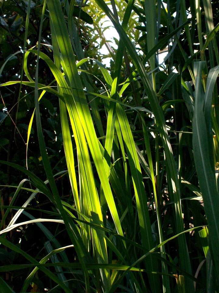 Cymbopogon flexuosus, Phipps Conservatory, 2015-10-10, 02