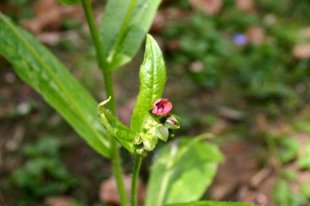 Cynoglossum germanicum flower (10)