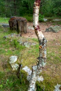 Curvy birch and chopping block at Fjällastugan