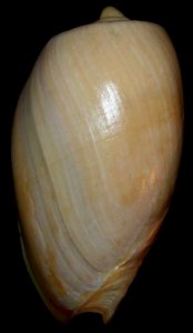 Cymbium olla - BioLib