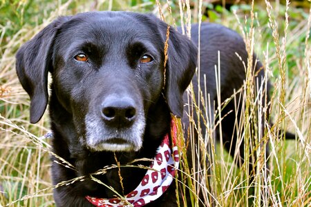 Grass scarf dog photo