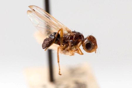 Curranops scutellaris, side view