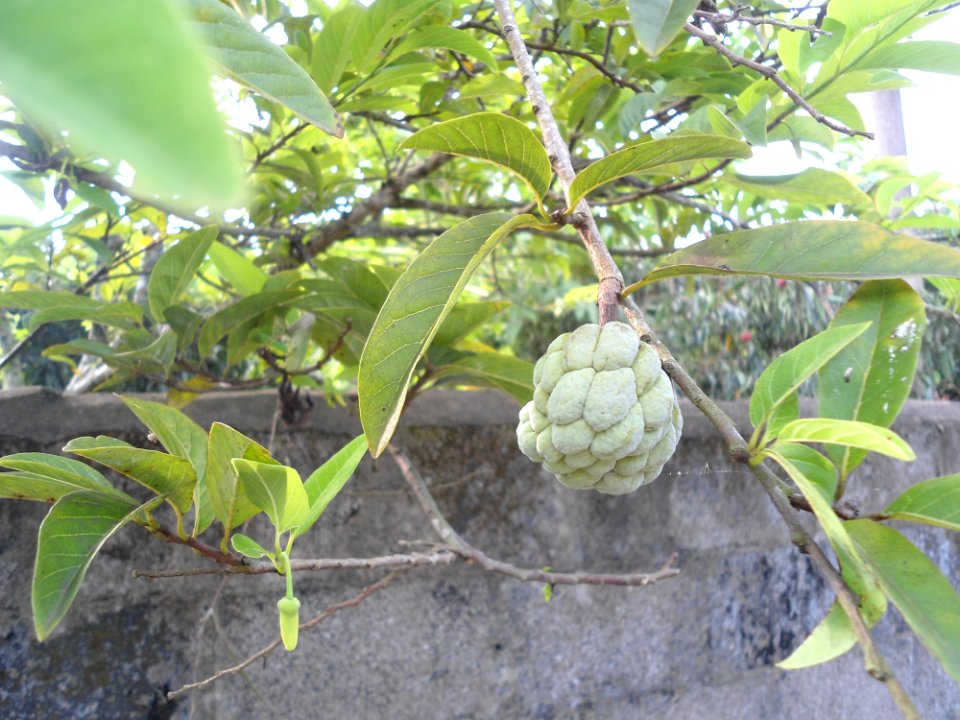 Custard apple tree in Hainan - 02