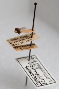 Curranops scutellaris, with labels