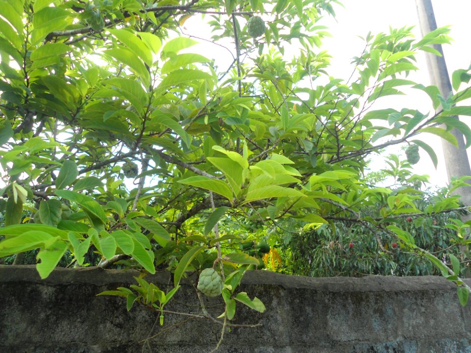 Custard apple tree in Hainan - 01