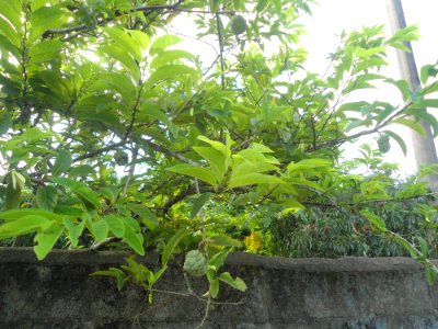 Custard apple tree in Hainan - 01