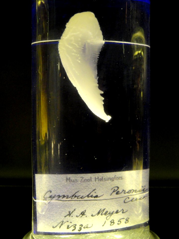 Cymbulia peronii - Finnish Museum of Natural History - DSC04688